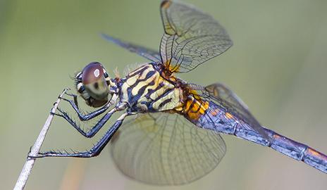 Image credit: P. van Dokkum dragonfly picture