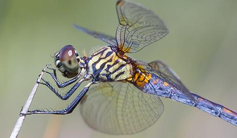 dragonfly picture